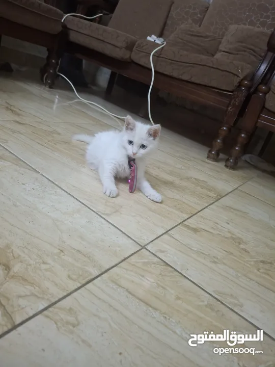 قط للبيع لعوب وحنون