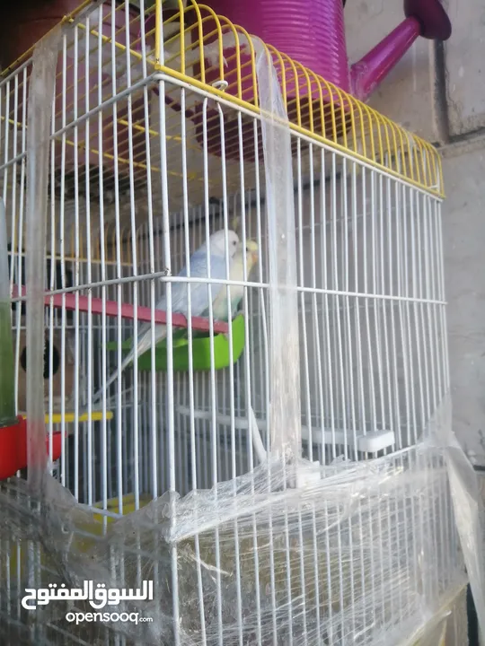 طيور حب نخب