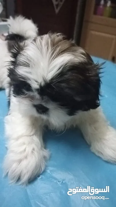 pure breed shih Tzu 1male 2female available 2moths old