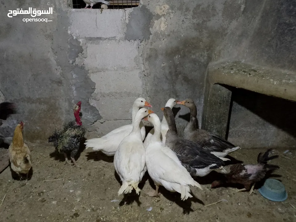 وز ابيض شغال للبيع