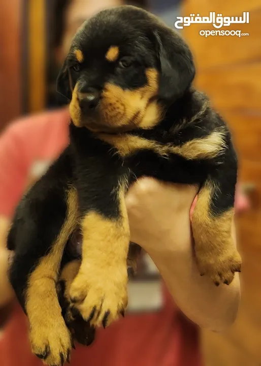 Rottweiler male puppy