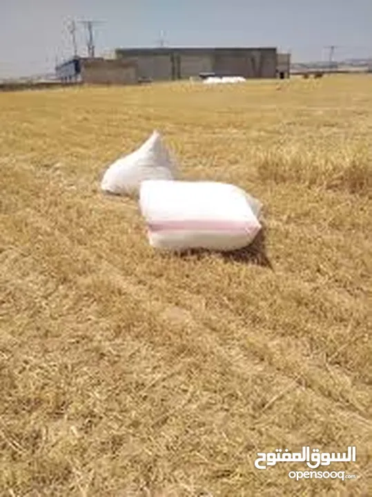 مطلوب تبن للبيع