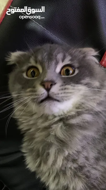 Scottish Fold + Himalayan