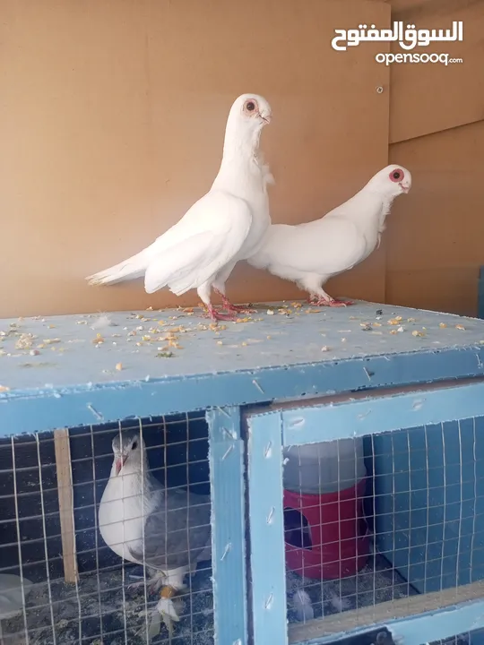 حمام جوز بولنديات