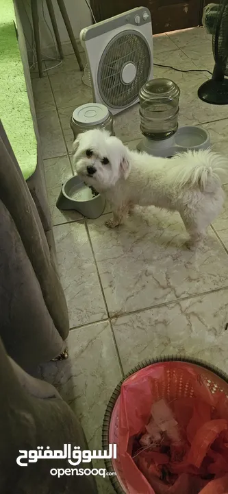 Maltese male 2 years old very friendly