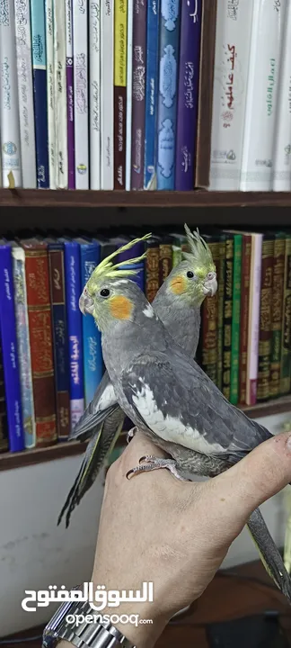 جوز حبشي شغال