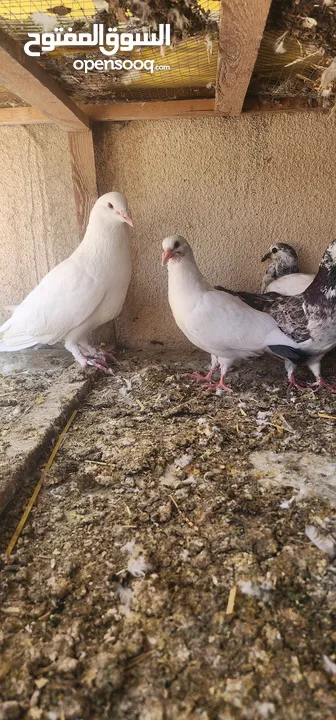 زوج حمام مالطي مع فراخه