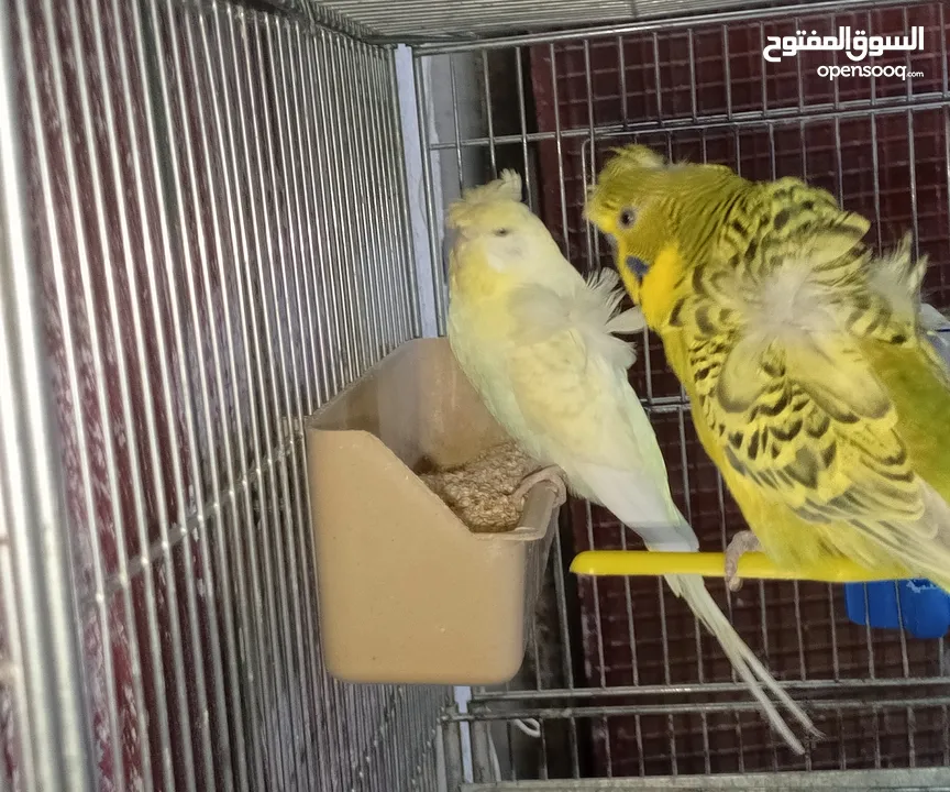 جواز حب مشكله