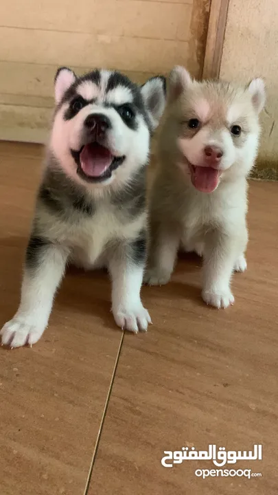 Siberian husky’s puppy