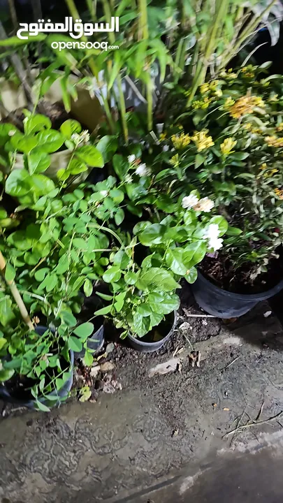 jasmine live plant for sale with flowers