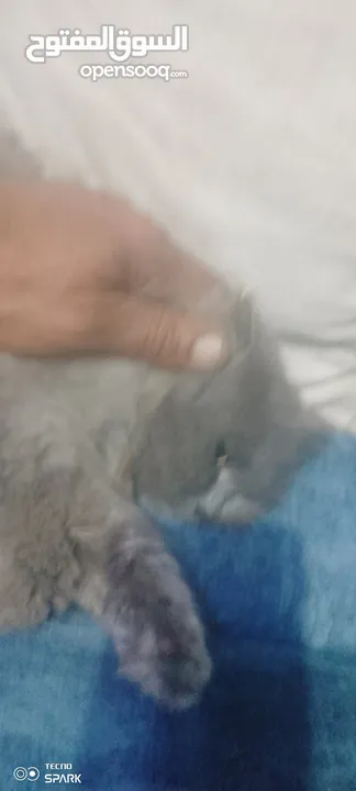 قطة سكوتش مع صغارها 3 قطط