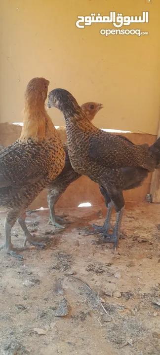 فراخ بلدي للبيع