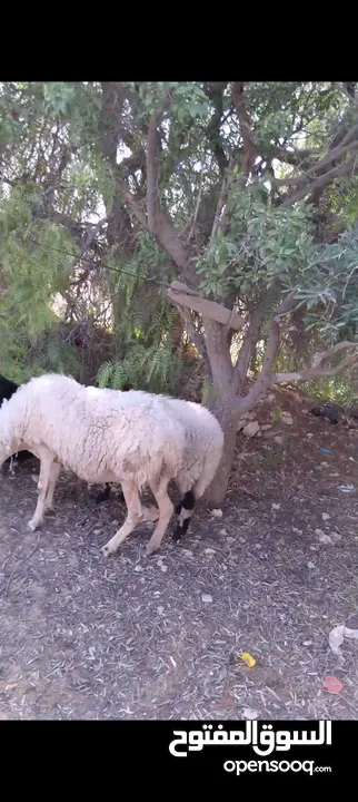 نعجه قبرصيه