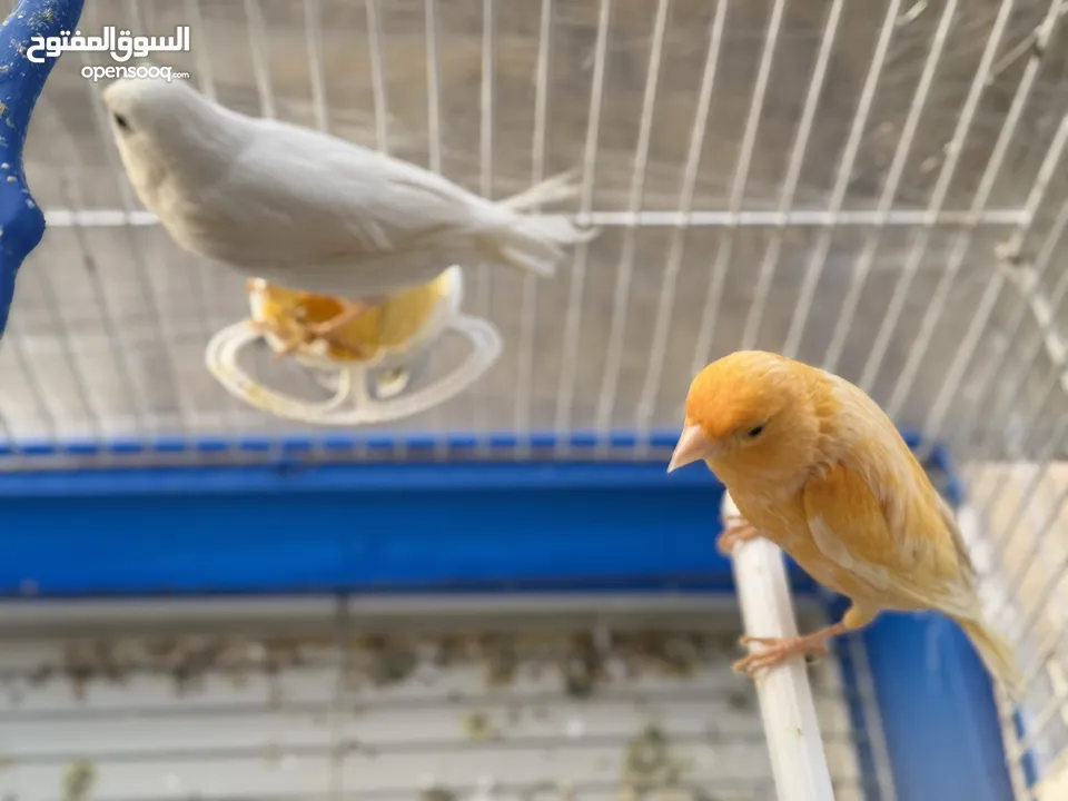 جوز كنار فحل جزري وطيرة لون ابيض تبارك الله جوز شغال تبارك الله وحالياً لافين عش