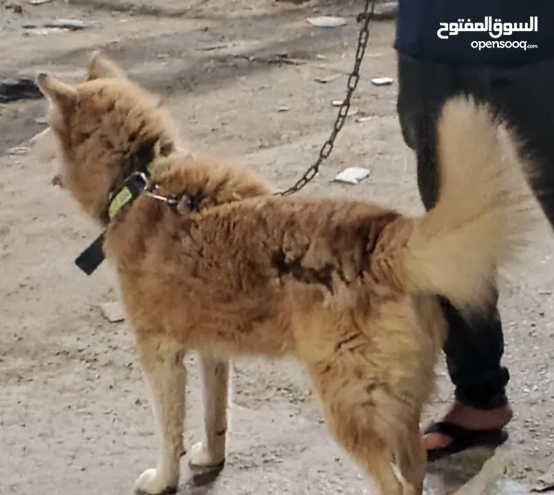 هاسكي للبيع