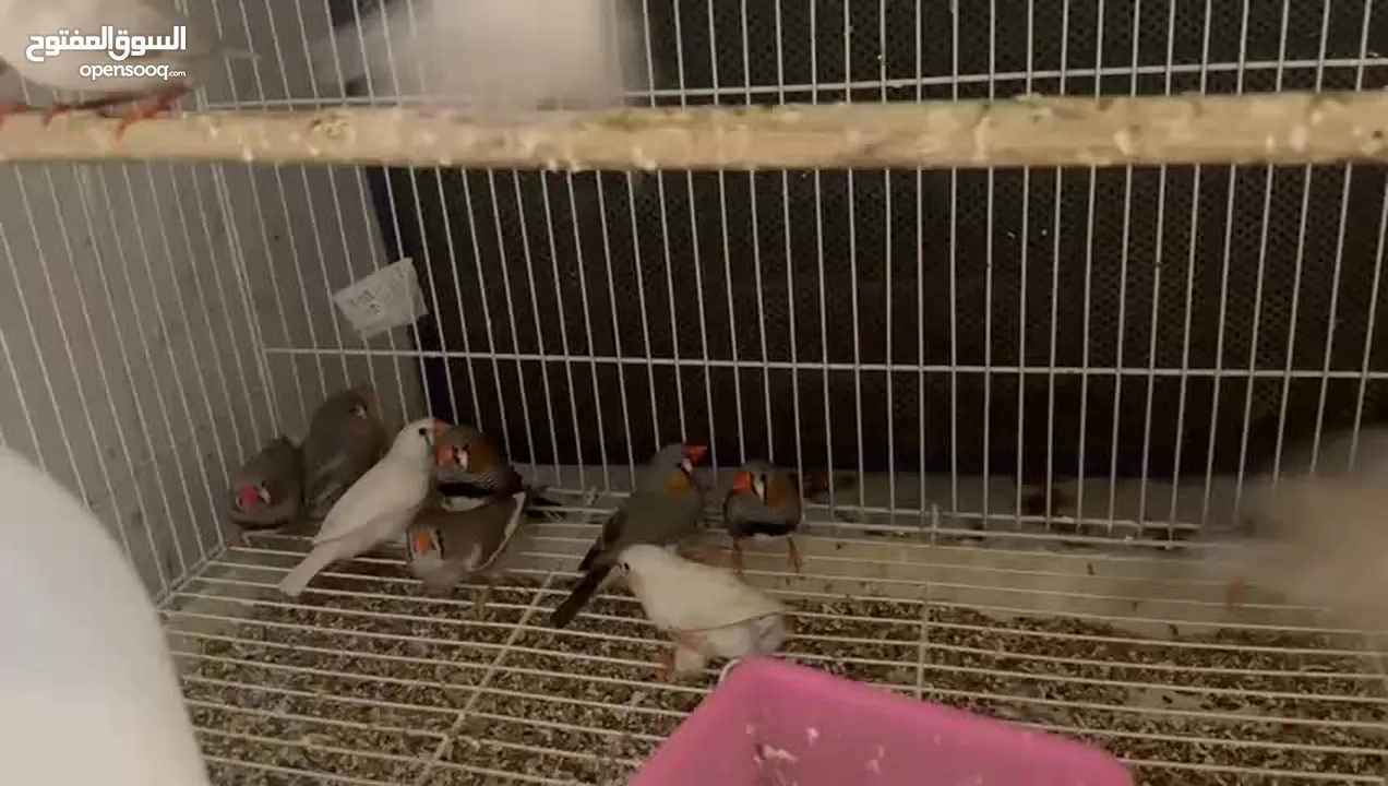 Zebra Finches (Semi Jumbo breed)