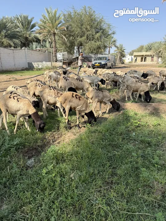 عرض خاص اغنام صومالي للبيع ع 29 ريال فقط ويوجد الحجم الكبير ع 37 ريال فقط لحق ماتلحق