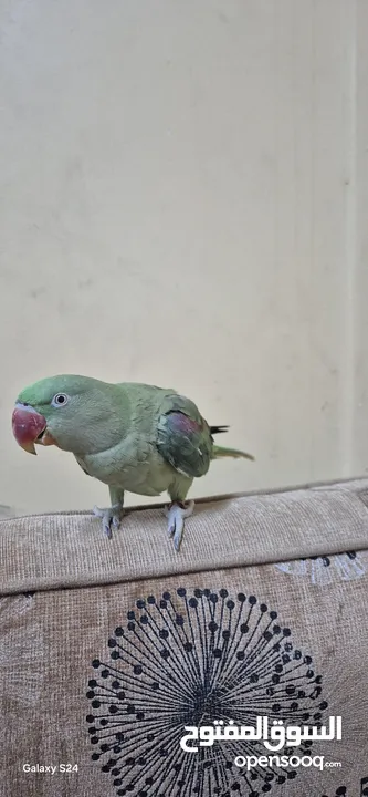 متوة نثية نيبالية أليفة ومتكلمة