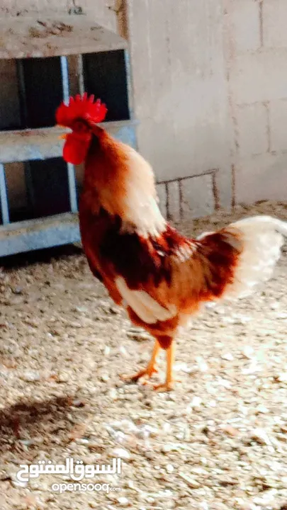 بيض لوهمن براون خط اول مخصب ومكفول
