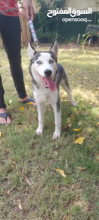 Pure Siberian husky female 5months