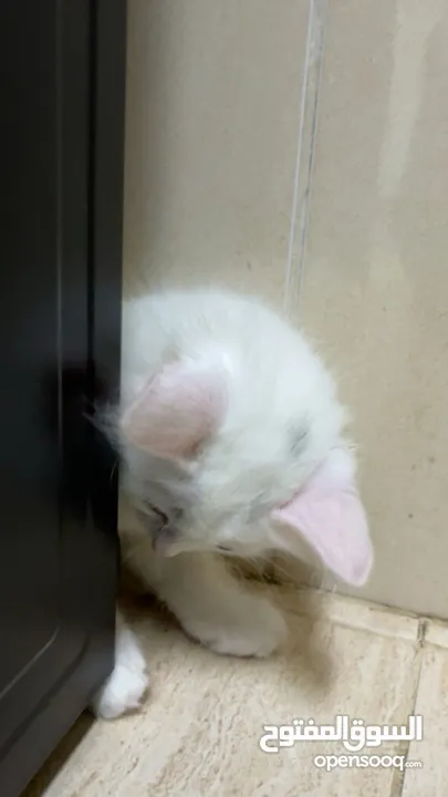 برتش مكس شيرازي