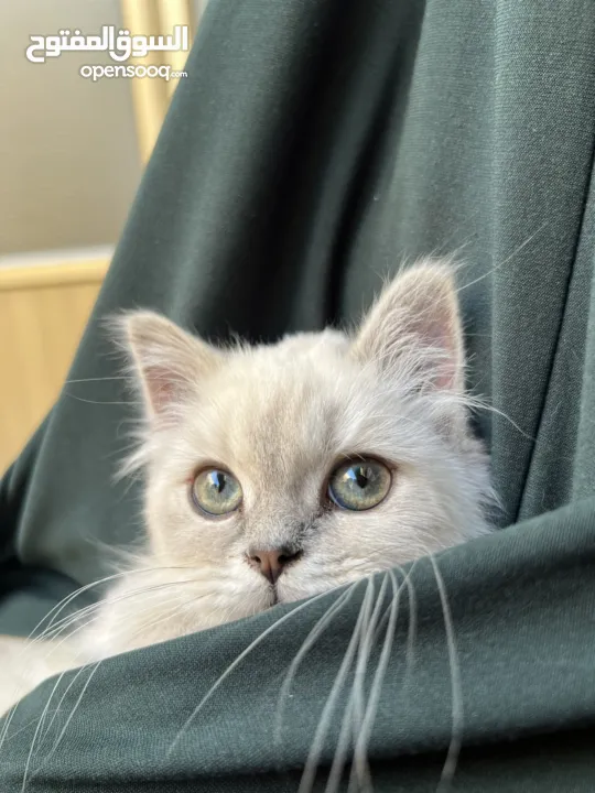 قطة سكوتش ستريت