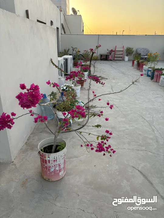 نباتات منزلية للبيع House plants for sale