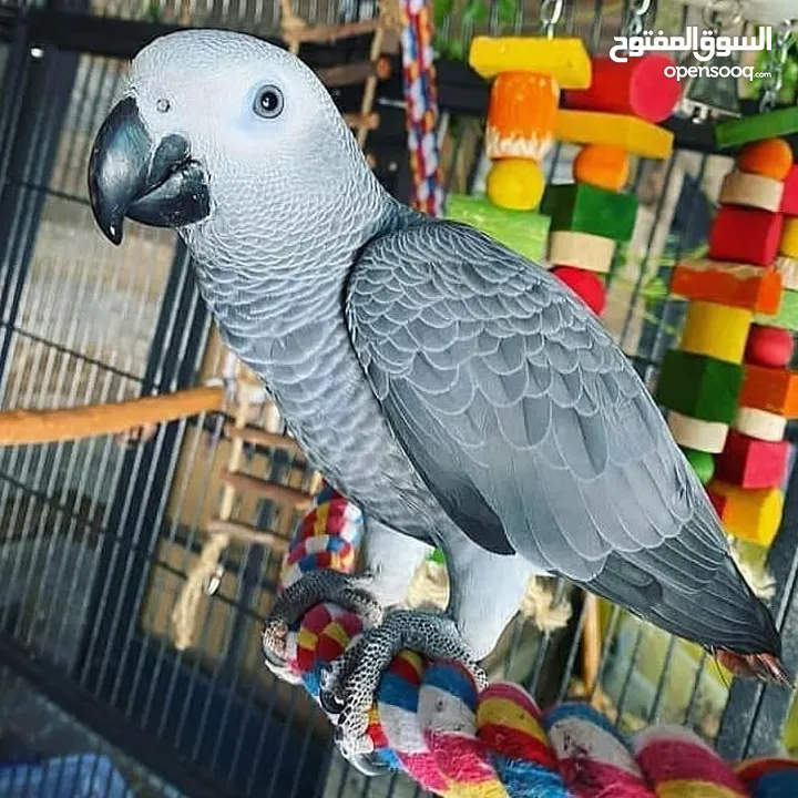 الببغاوات الرمادية الأفريقية