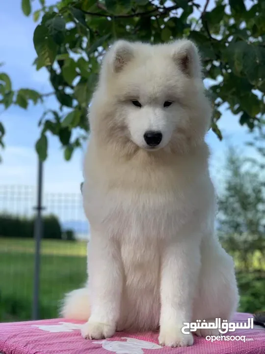 Pomeranian   Samoyed    Giant Malamute