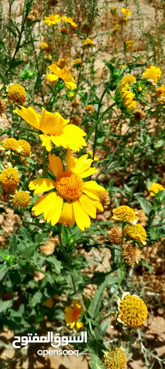 ورد أصفر 2025