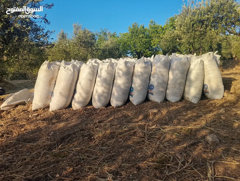 تبن احمر بيقيا