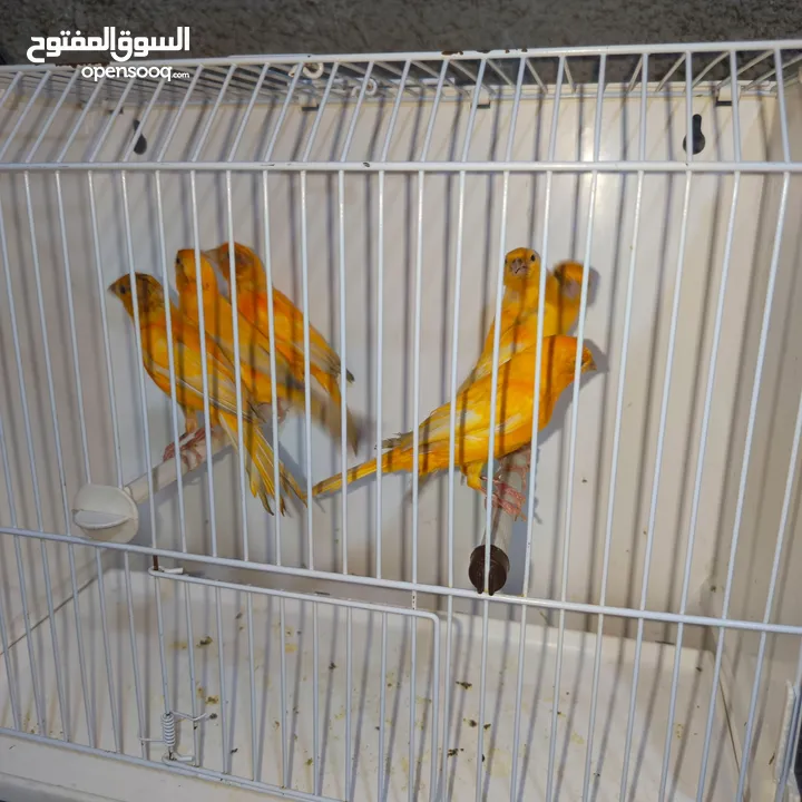 متاااااح 9 فحول حمر وعتبرهم جزري غامق فحول بصلات ع النبي فيهم وحد حب الرمان وحد سفين وتاج وفيهم فحلي