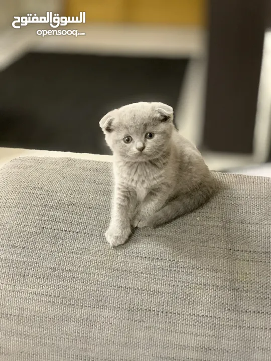 SCOTTISH FOLD AND BRITISH SHORT HAIR