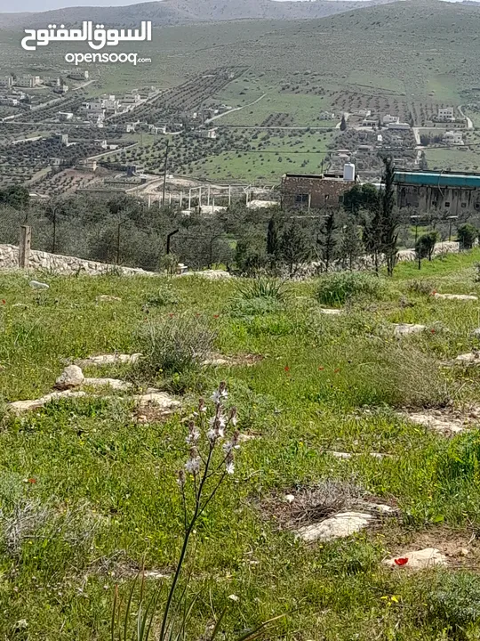 بيرين صروت 3400م تصلح لمزرعه مشكيه من جهتين عاليه كاشفه اجمل مواقع حوض مرج الاصفر شارع معبد خدمات