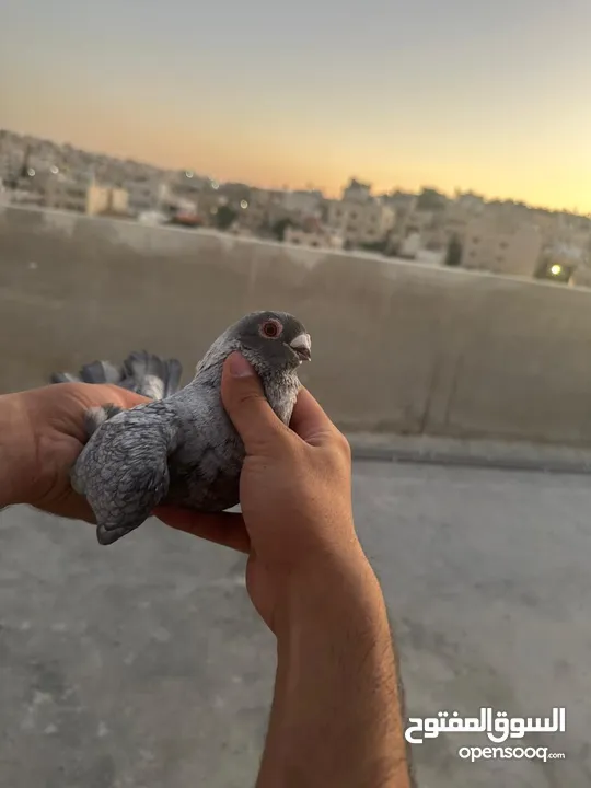 تنظيف سطح جوزين بسعر حرق