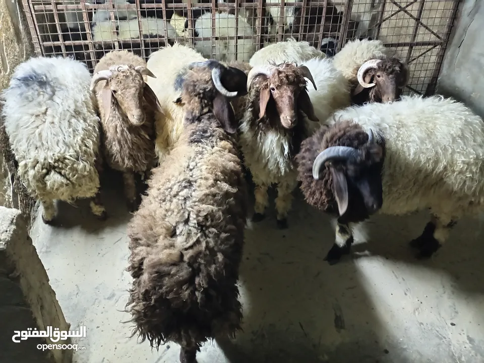 خرفان أضاحي للبيع اوزان لحم صافي 25