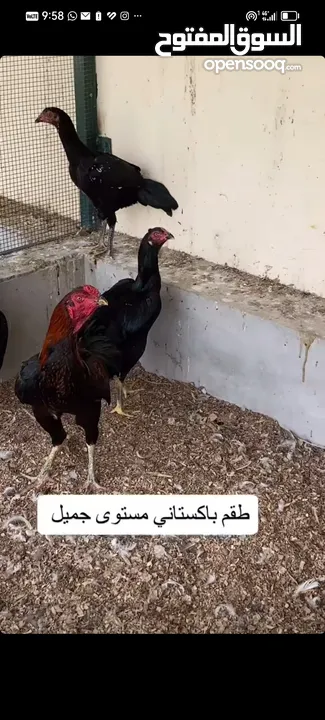 دجاج وبيض عضوي