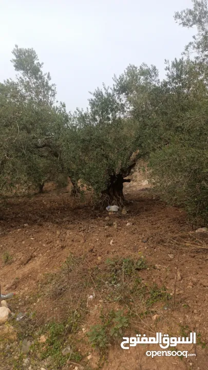 القبة الذهبية اراضي بلعا دير الغصون