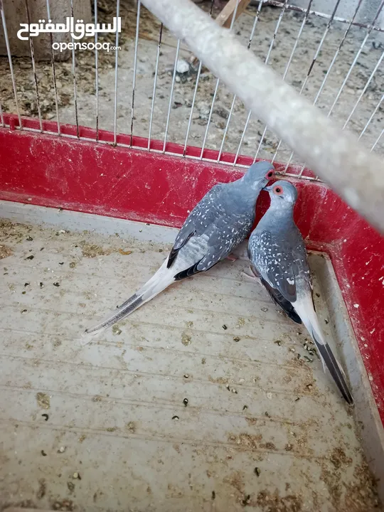 يوجد حمام ماسي شغال