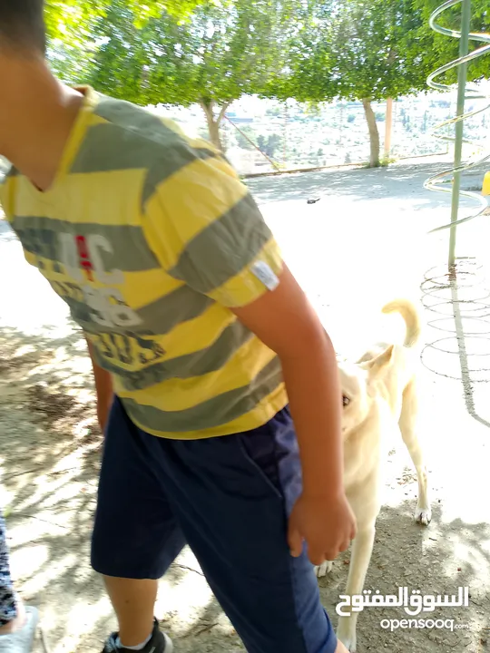 هوندا سيفيك للبيع او بدل
