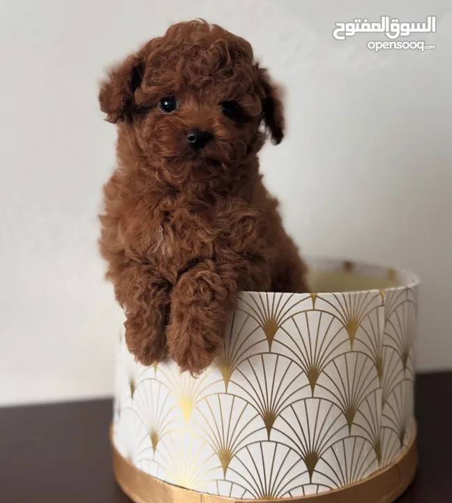 Toy Poodle - Tea Cup  ( puppy ) - Female