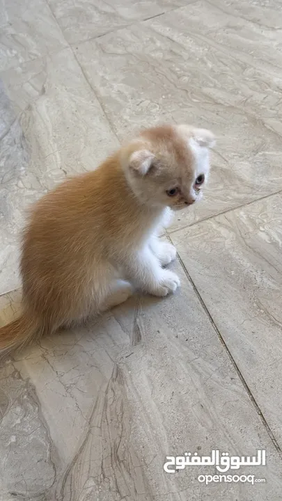 Golden and blue folded Scottish cat  جولدين سكوتش فولد عمر ثلاث شهور مستوى خارق