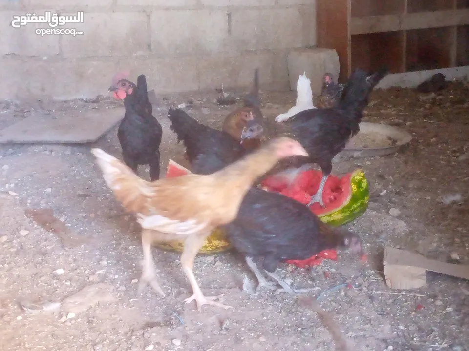 فرخات للبيع