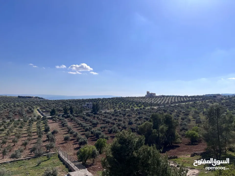فرصة العمر مزرعة زيتون راقية  طريق اربد عمان كافه الخدمات 17 دونم و نص منتجه