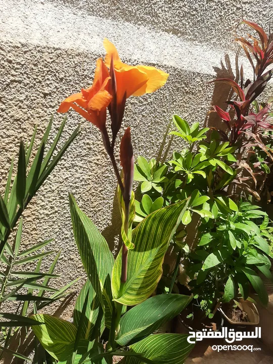 زريعه زينه للبيع