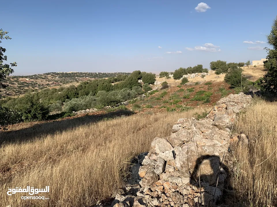 أرض زراعية واستثمارية للبيع في عجلون - سامتا وعفنا