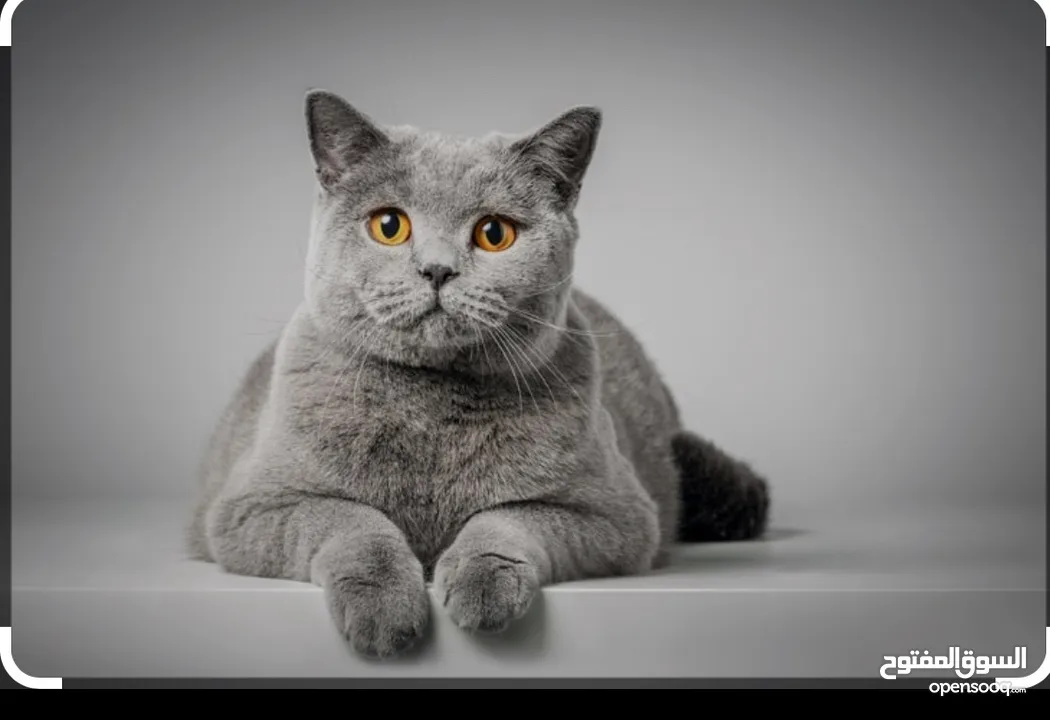 Loving British Shorthair Cat “Russia” Seeks Forever Home FREE