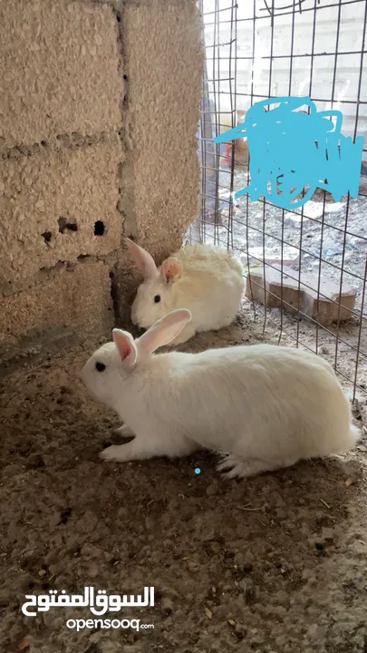 جوز ارانب بلدي مع ولادهم
