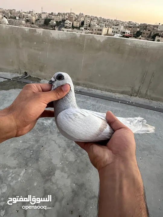 طيوور حمام للبيع بسعر مناسب تنظيف سطح