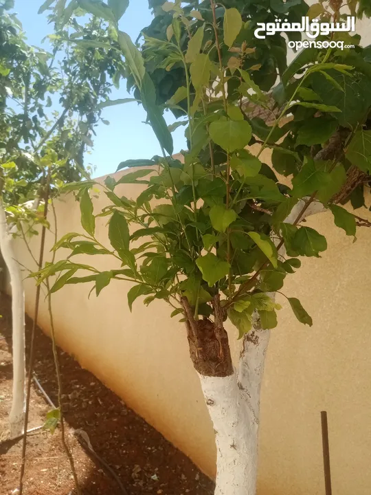 كافة الخدمات والأعمال الزراعية بأحدث الطرق العلمية